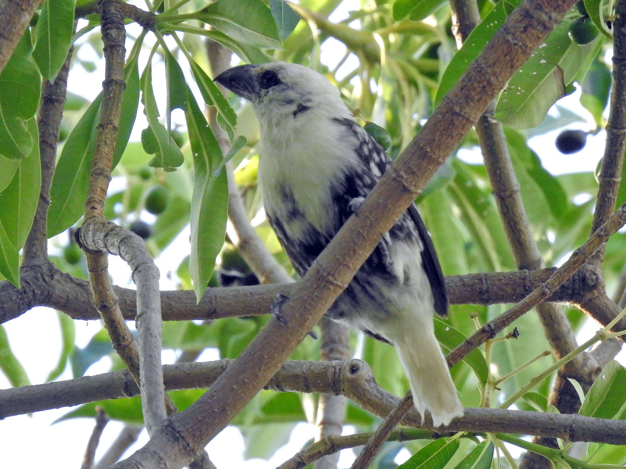 Image of White-headed Barbet