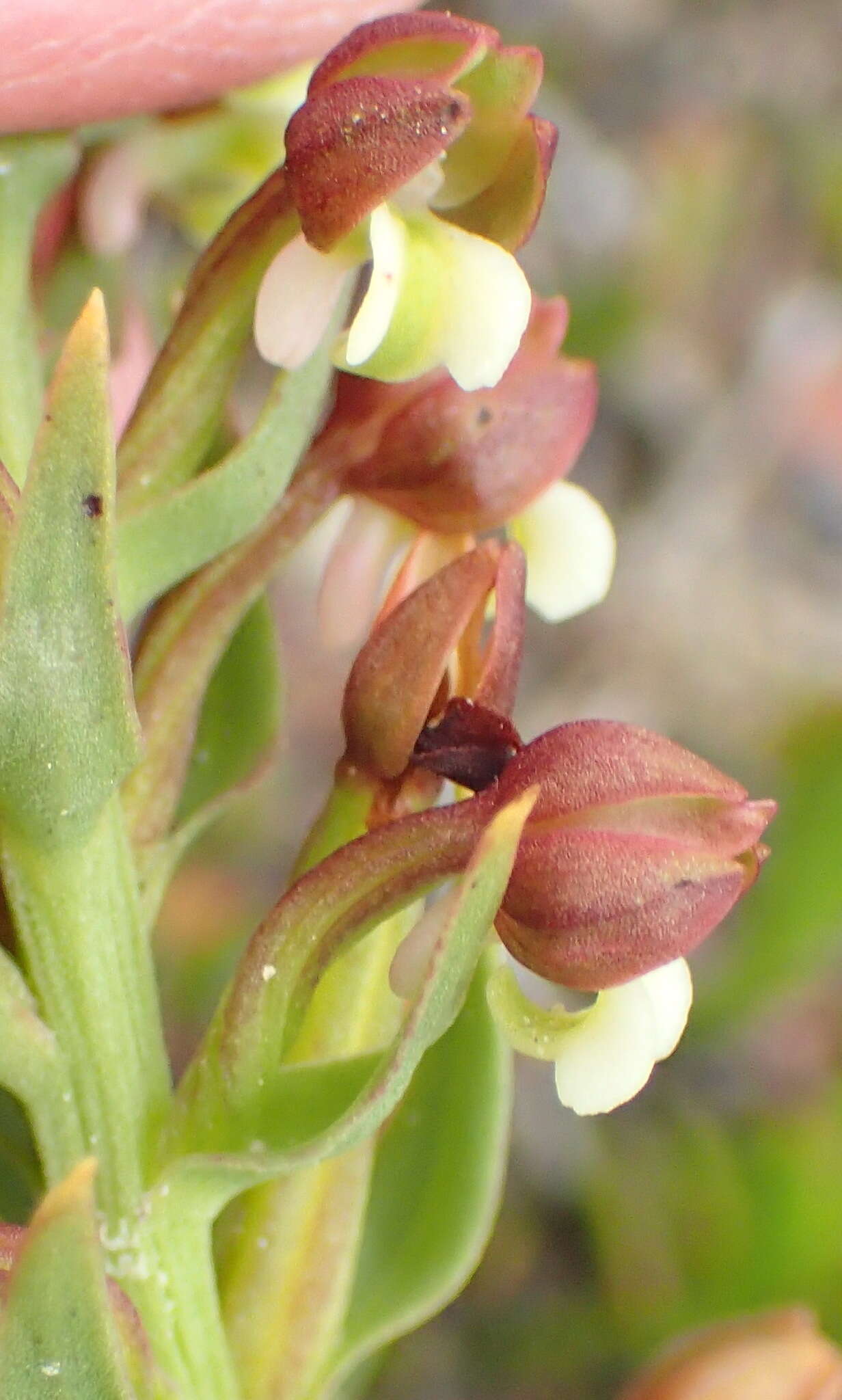 Image of Brachycorythis mac-owaniana Rchb. fil.