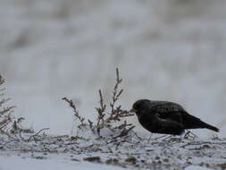 Image of Black Lark