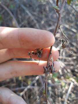 Image of Escallonia illinita Presl