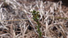 Image of Flagstaff rockcress