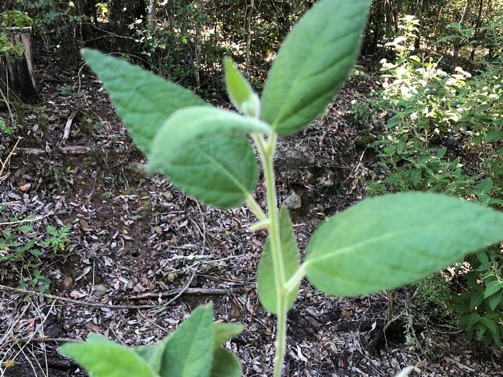 Image of Acalypha nemorum F. Muell. ex Müll. Arg.