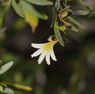 Imagem de Scaevola spinescens R. Br.