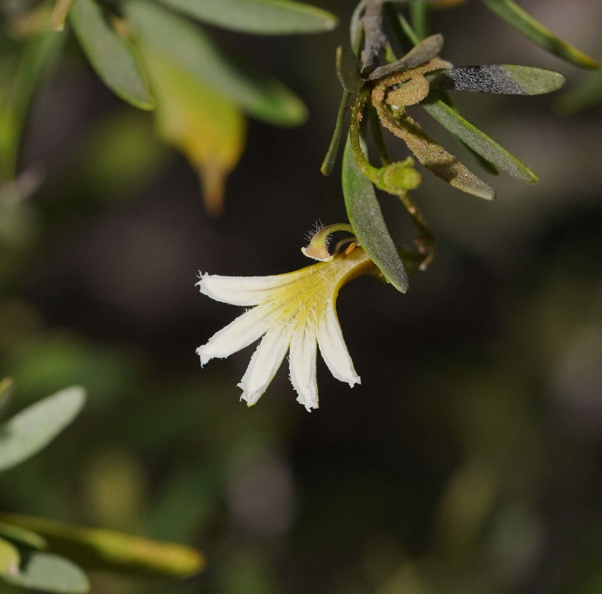 Imagem de Scaevola spinescens R. Br.