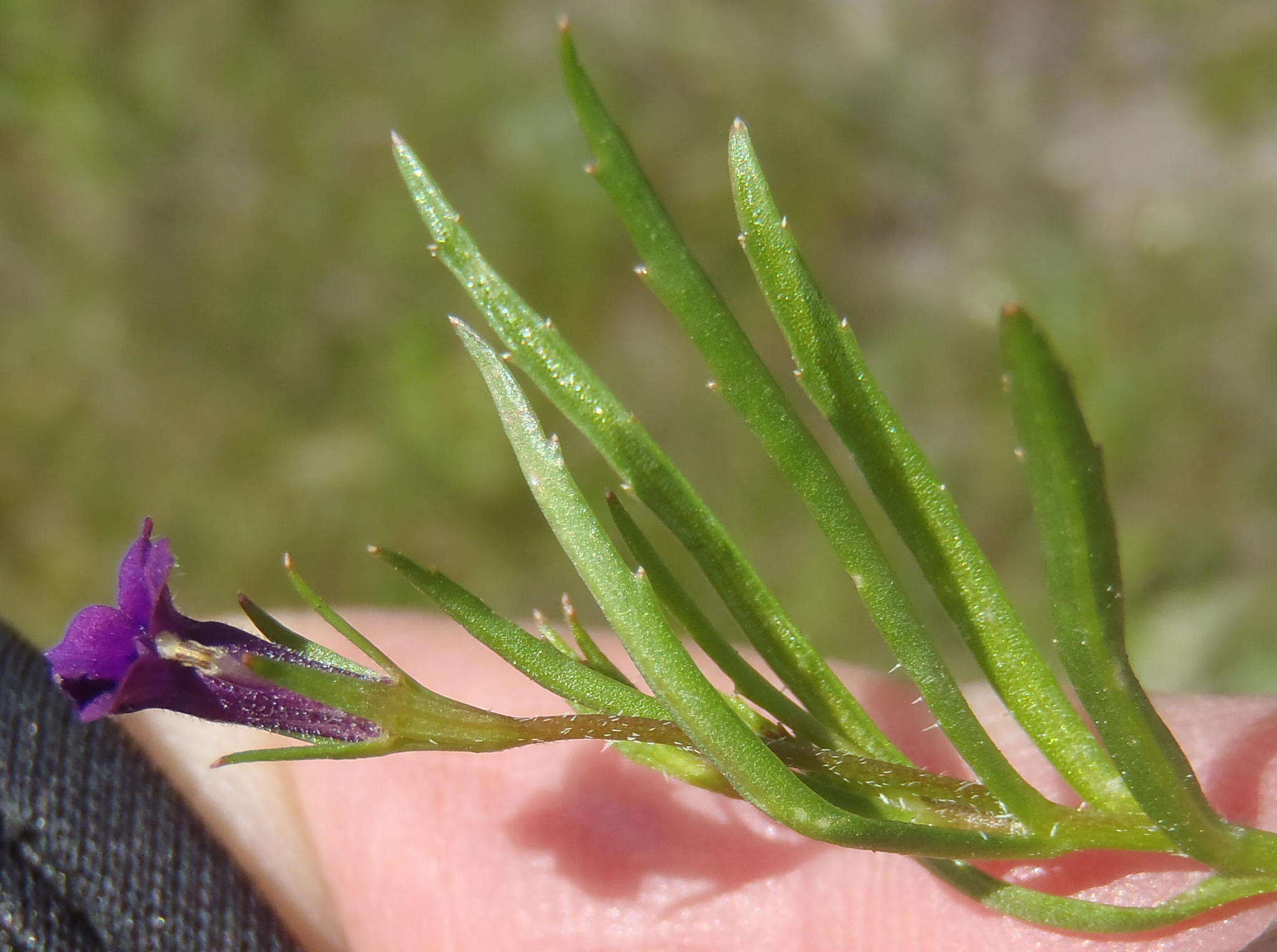 Image of Monopsis simplex (L.) E. Wimm.