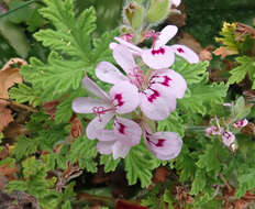 Image of sweet scented geranium