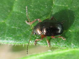Image of <i>Basilepta fulvipes</i>