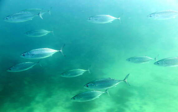 Image of Australian Bonito