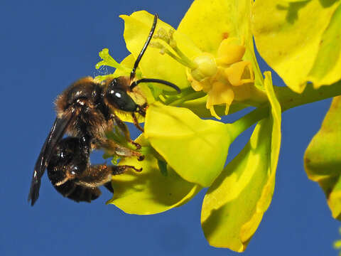 Imagem de Macropis europaea Warncke 1973