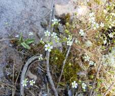 Image of Appalachian stitchwort