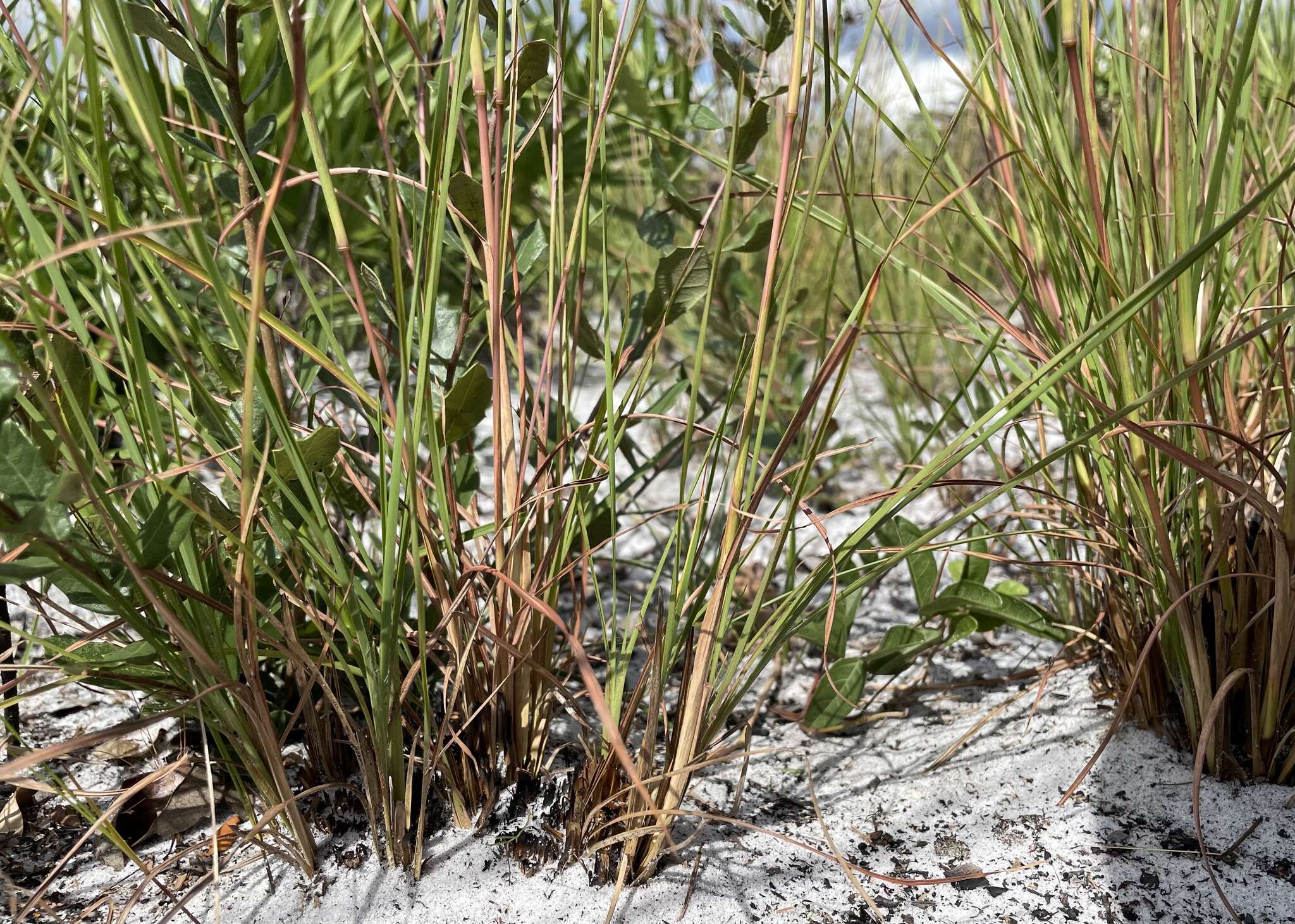 Image of Andropogon cumulicola