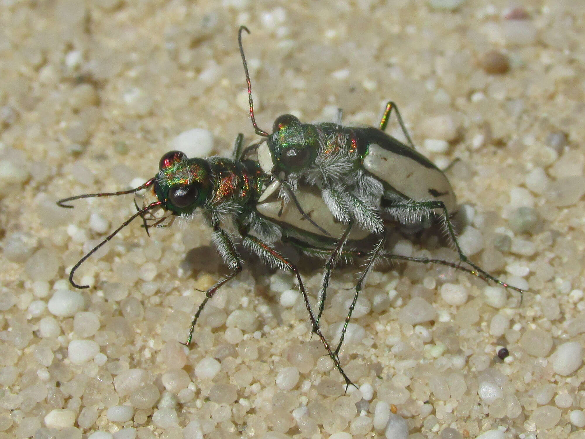 Image de Cicindela (Cicindela) limbata Say 1823