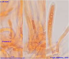 Image of Calycellina populina (Fuckel) Höhn. 1926