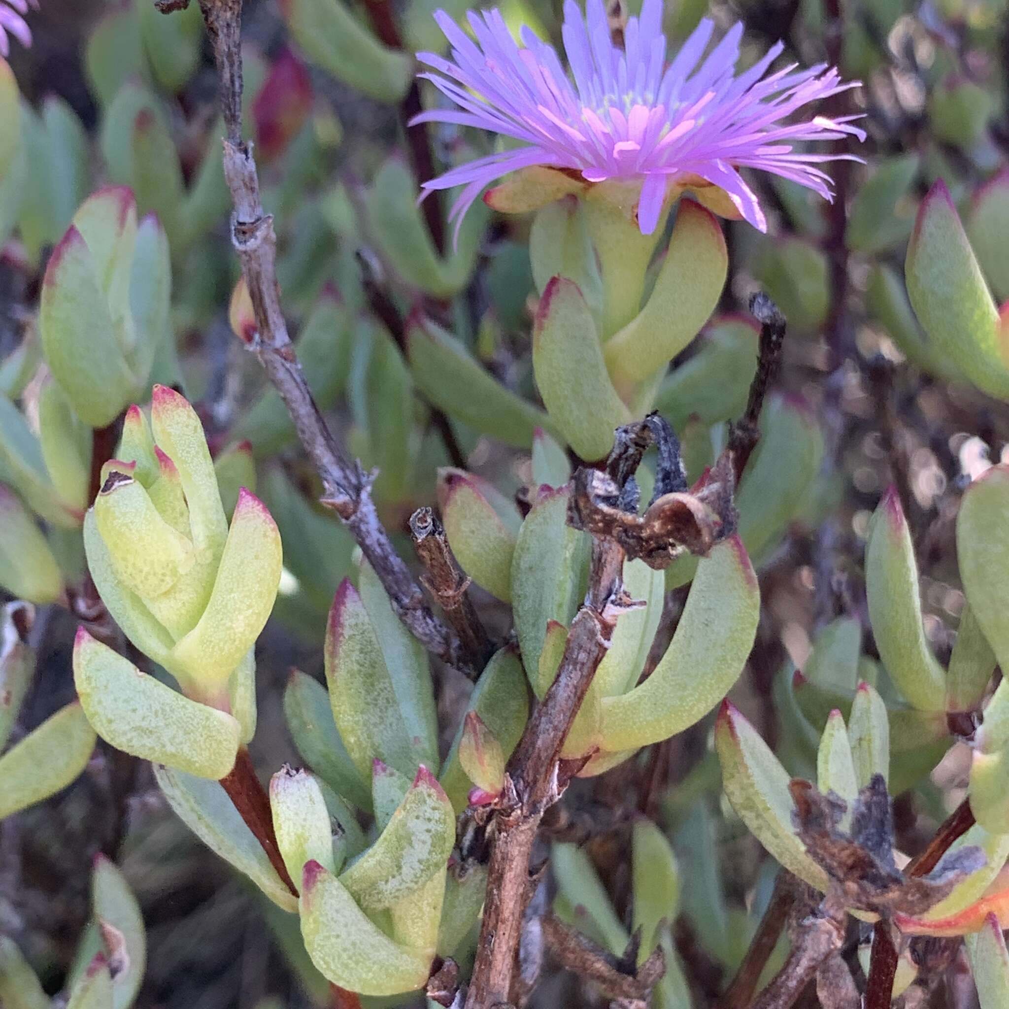 Imagem de Oscularia falciformis (Haw.) H. E. K. Hartm.