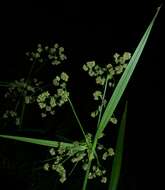 Scirpus georgianus R. M. Harper resmi