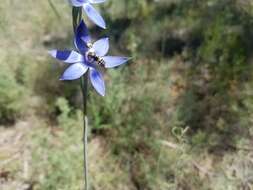 صورة Thelymitra graminea Lindl.