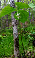 Imagem de Trillium cernuum L.