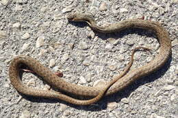 Image of Eastern Montpellier Snake