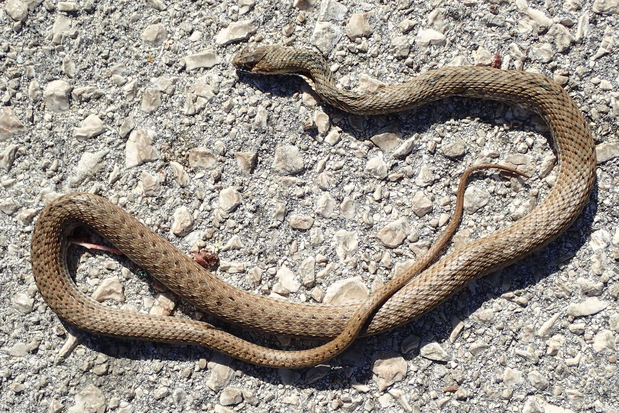 Image of Eastern Montpellier Snake