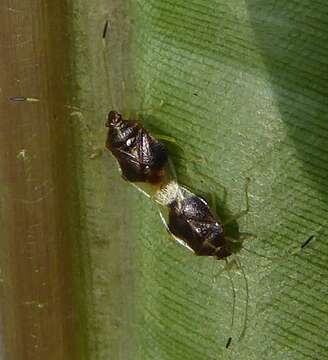 Image of Bannacoris