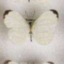 Image of African Wood White