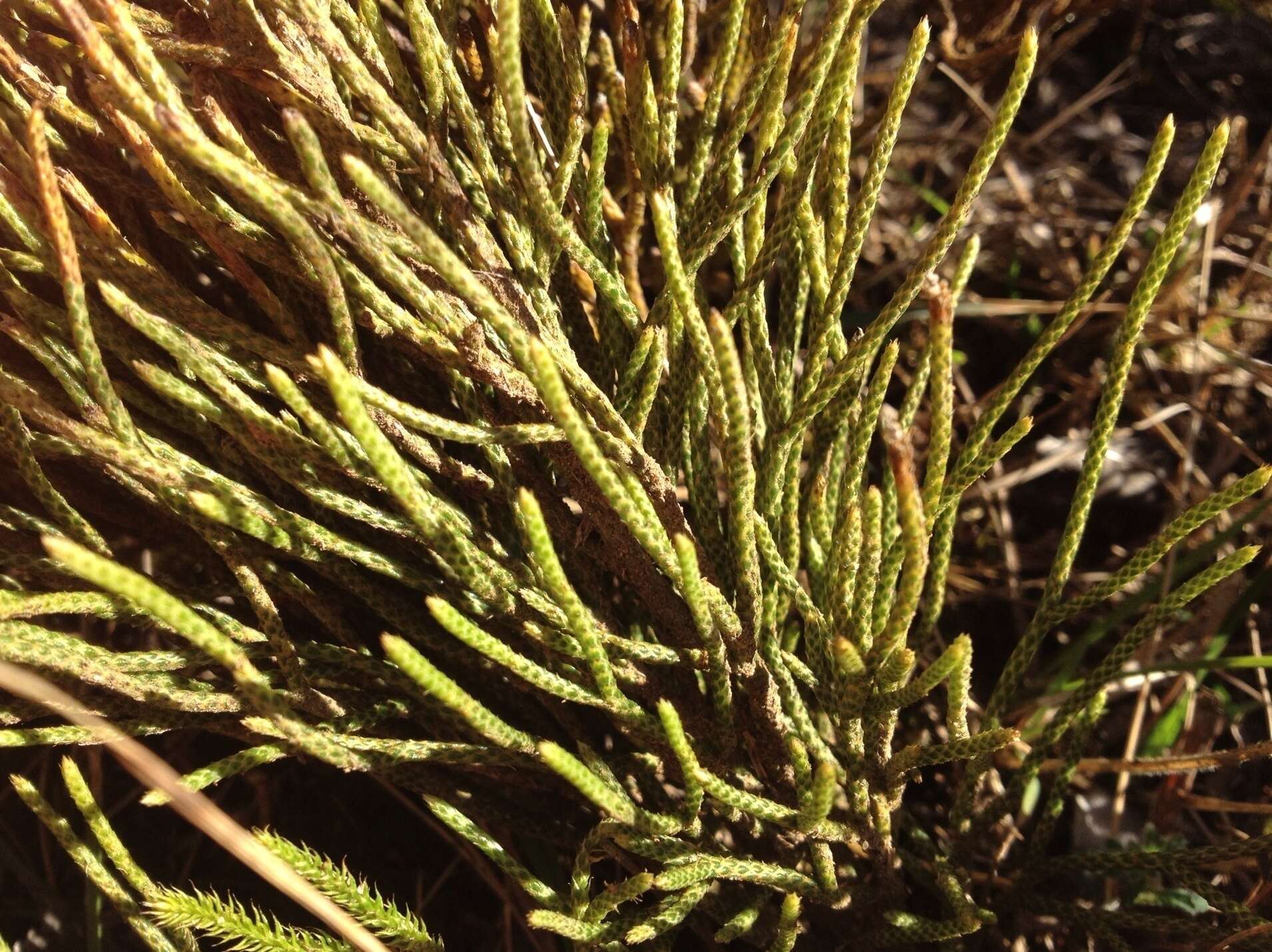 Image of Pseudolycopodium