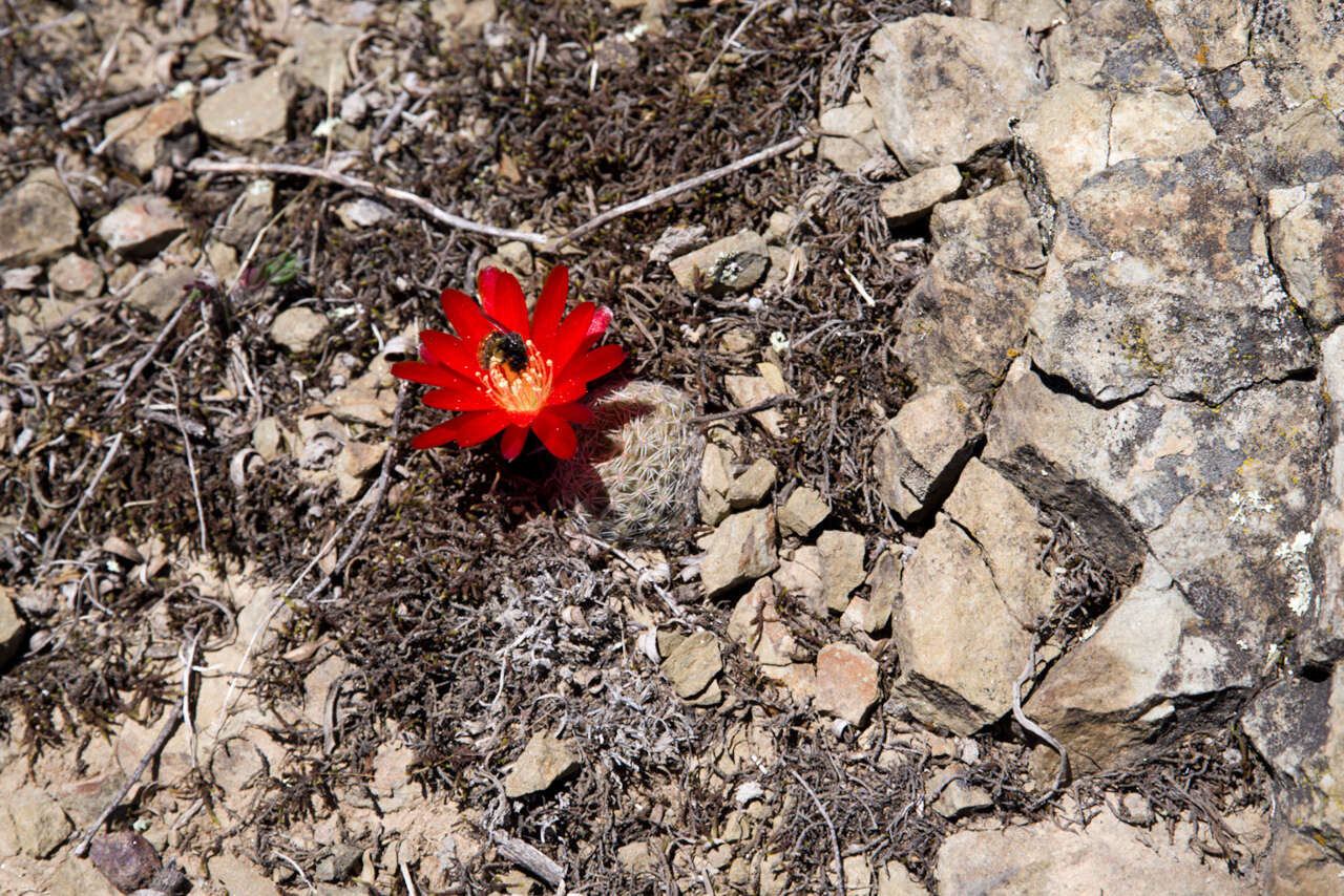 Image of Aylostera heliosa