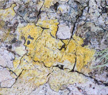 Image of wart lichen