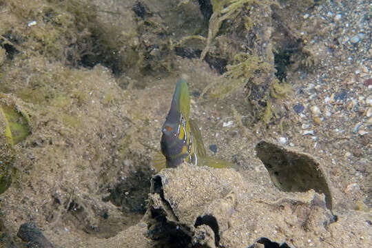 Image of Oyster Blenny