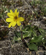 Image of Arnica griscomii Fern.