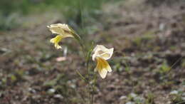 Image of Gladiolus carinatus subsp. carinatus