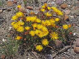 Imagem de Drosanthemum flavum (Haw.) Schwant.