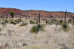 Image of Xanthorrhoea thorntonii Tate