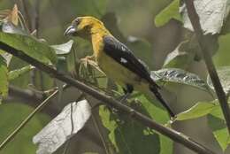 Image of Black-thighed Grosbeak