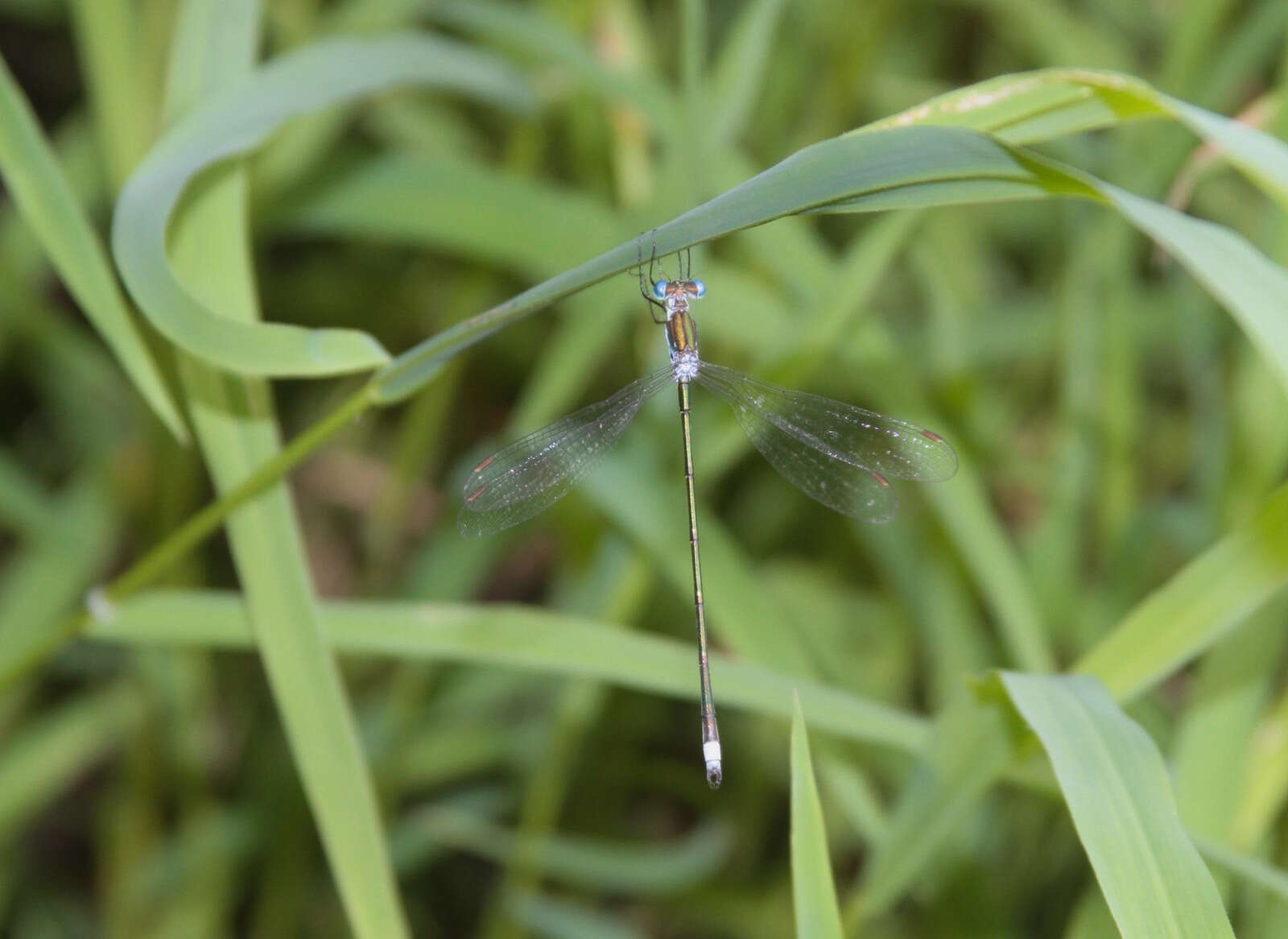 Imagem de Lestes inaequalis Walsh 1862