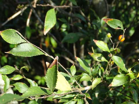 Image of Photinia