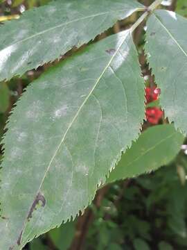 Erysiphe vanbruntiana (W. R. Gerard) U. Braun & S. Takam. 2000 resmi