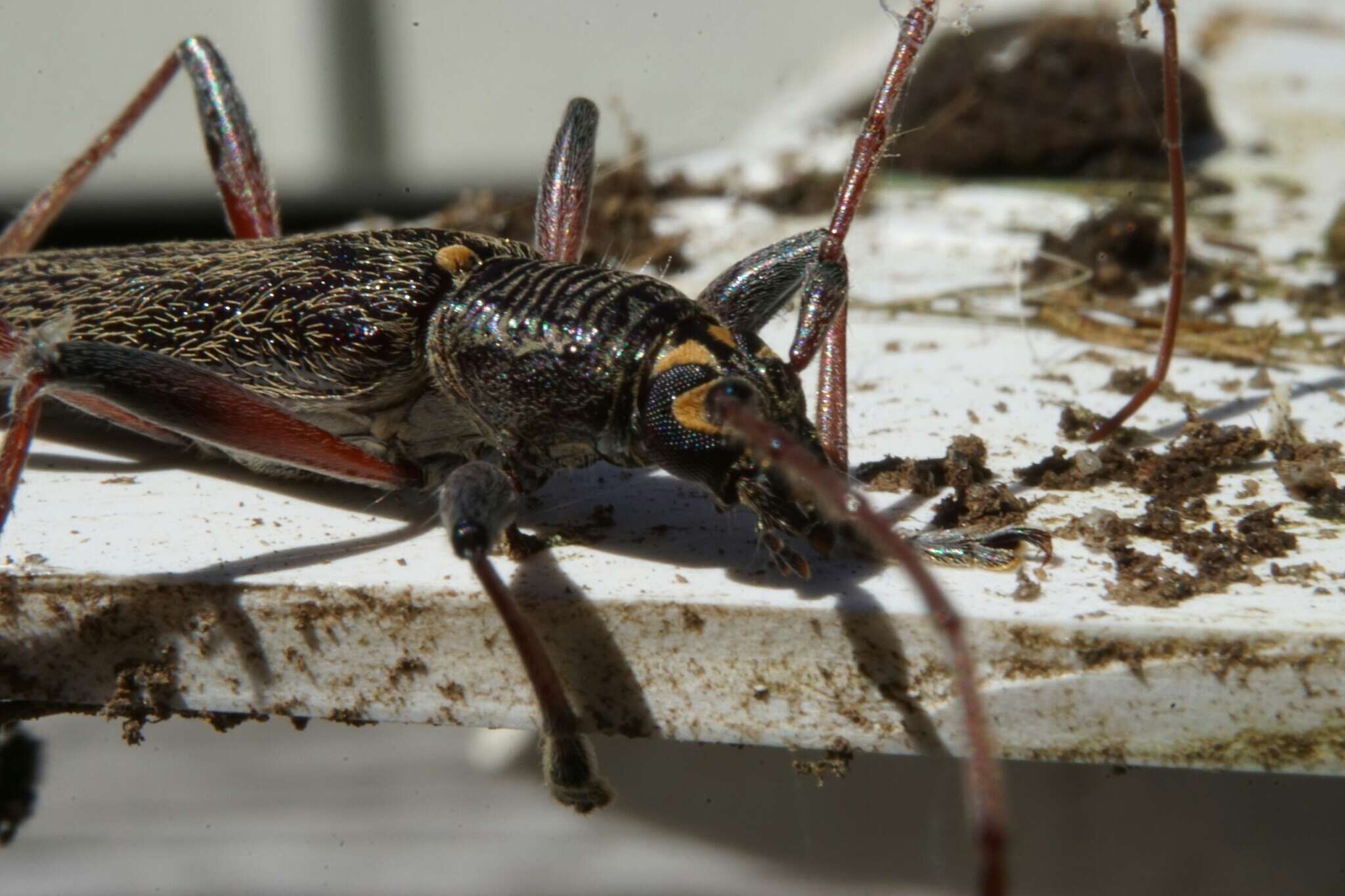 Image of lemon tree borer