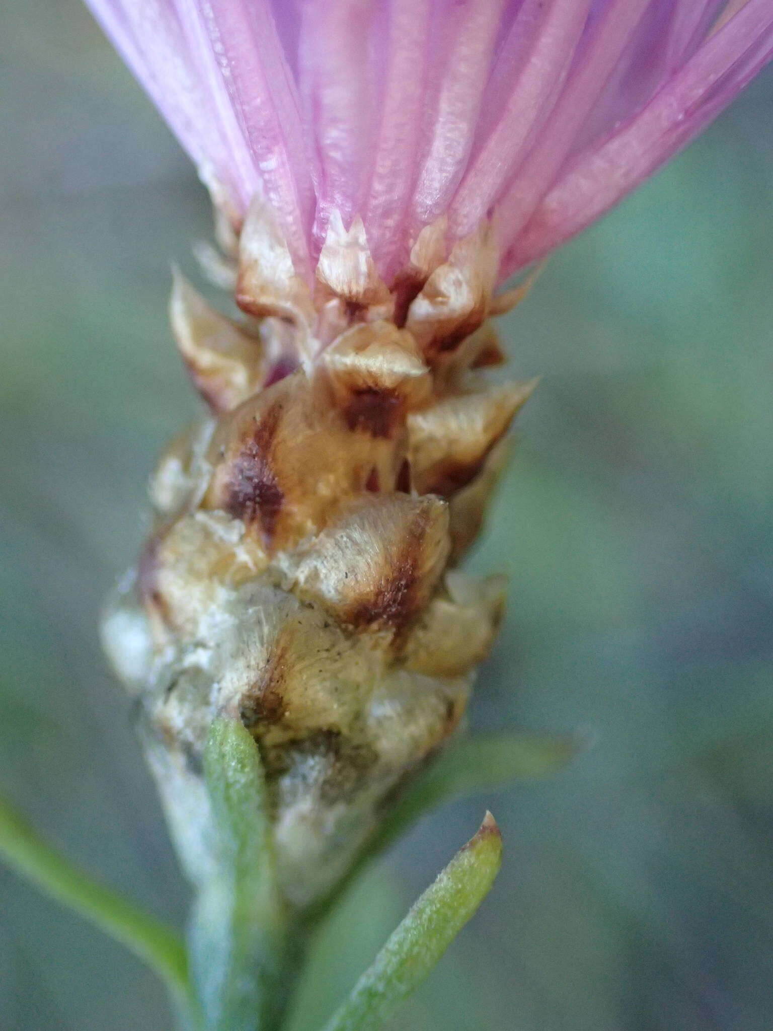 Image of Centaurea jacea subsp. timbalii (Martrin-Donos) Br.-Bl.