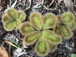 Image of Drosera erythrorhiza subsp. squamosa (Benth.) N. Marchant & Lowrie