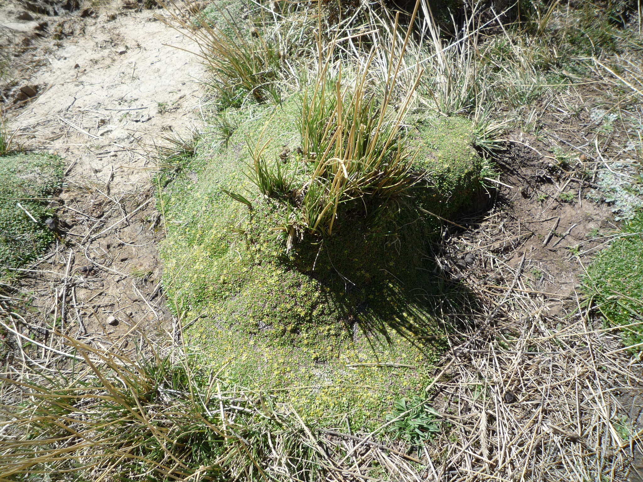 Image of Azorella diapensioides A. Gray