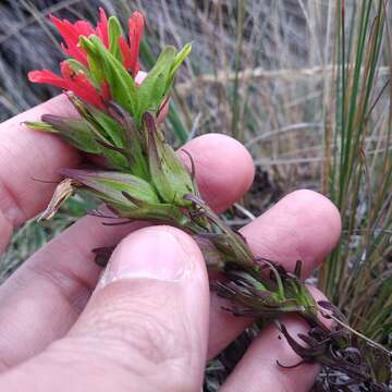 Image of Castilleja virgata (Wedd.) Edwin