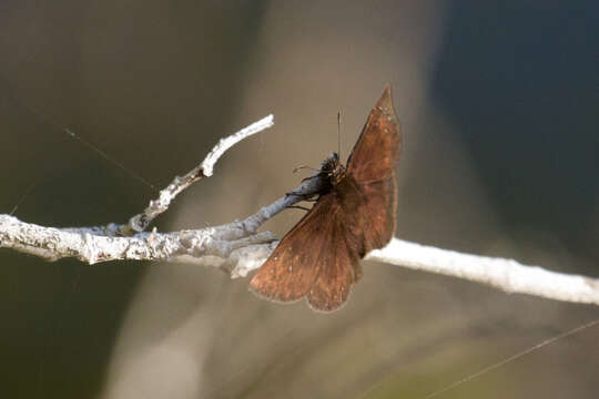 Image of Florida Duskywing