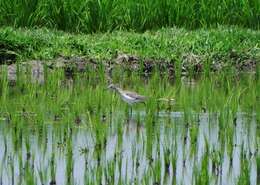 Image of Wood Sandpiper