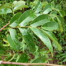 Image of <i>Afzelia parviflora</i>