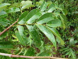 Image of <i>Afzelia parviflora</i>