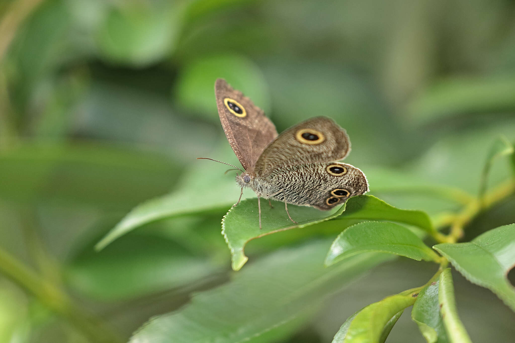 Plancia ëd Ypthima imitans