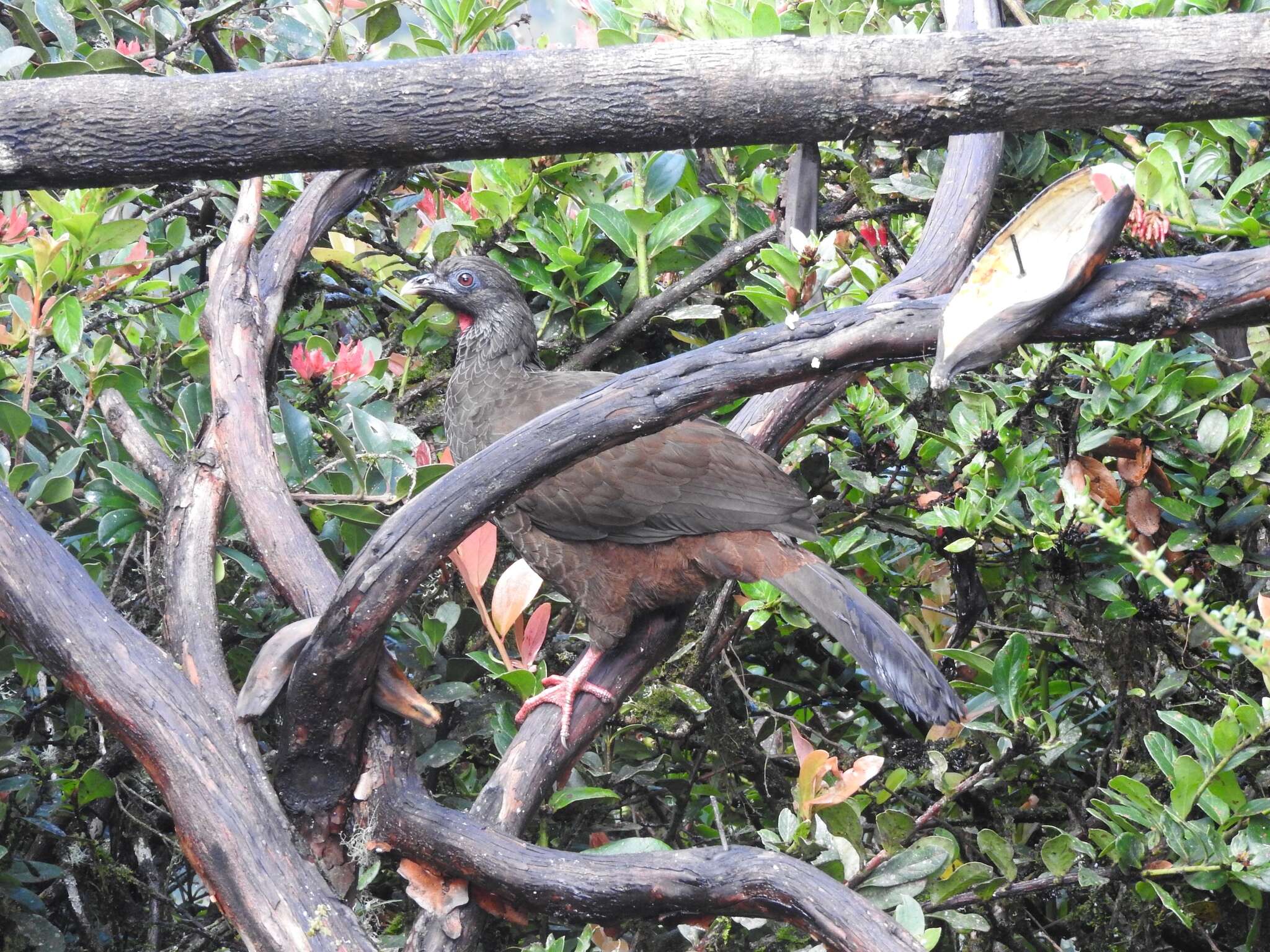 Image of Andean Guan