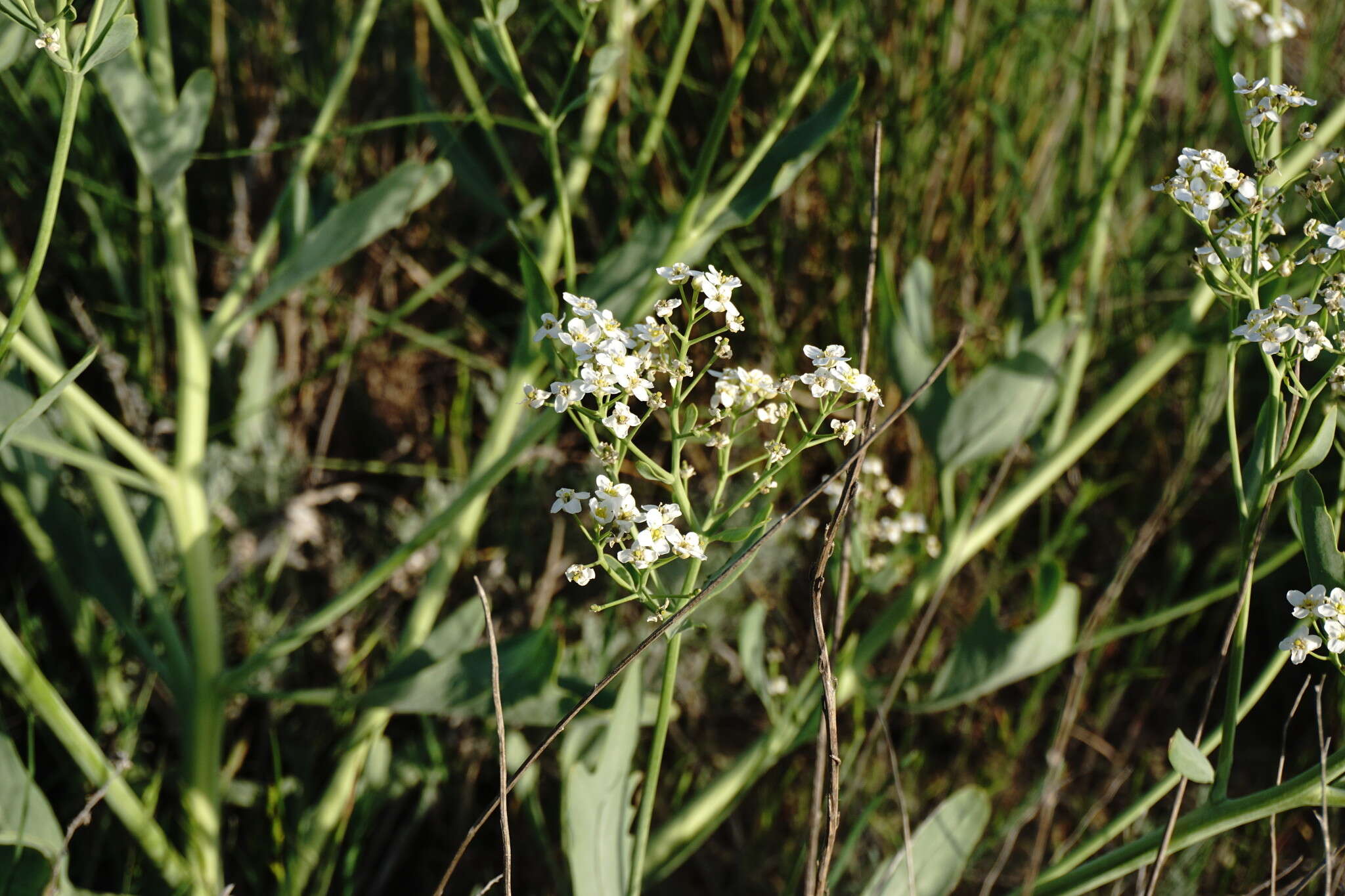 Image of Crambe tataria Sebeók