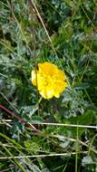 Image of Ranunculus peduncularis Sm.